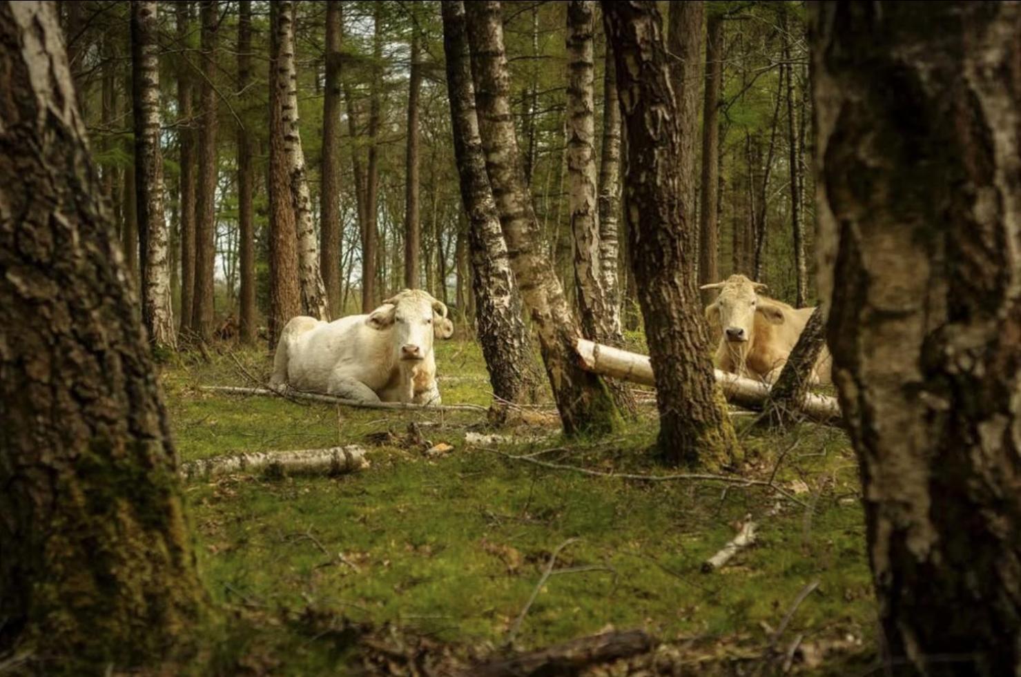 Cozy Tiny Houses In Oisterwijkse Bossen & Vennen Moergestel Bagian luar foto